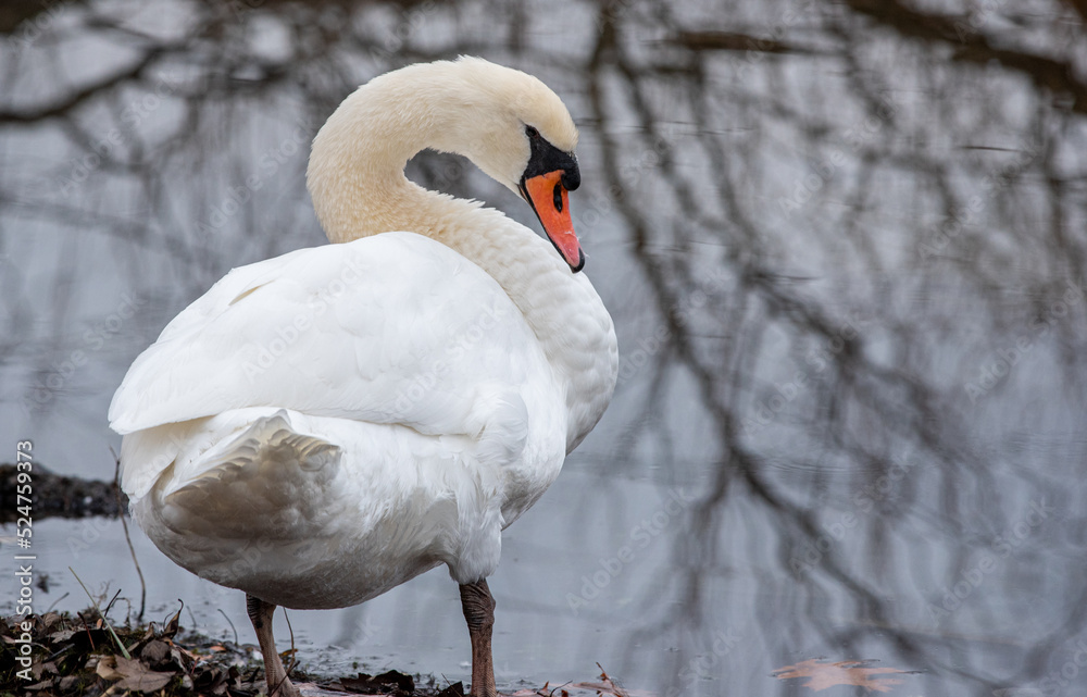Fototapeta premium swan in winter