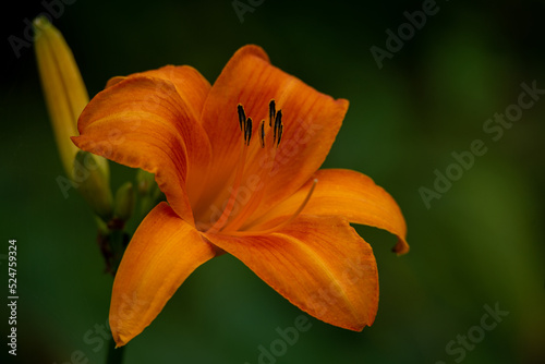orange tiger lily