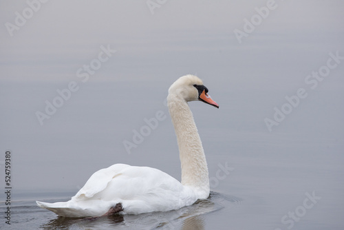 swan on the lake