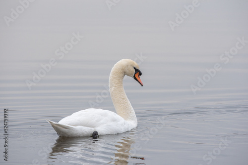 swan on the lake