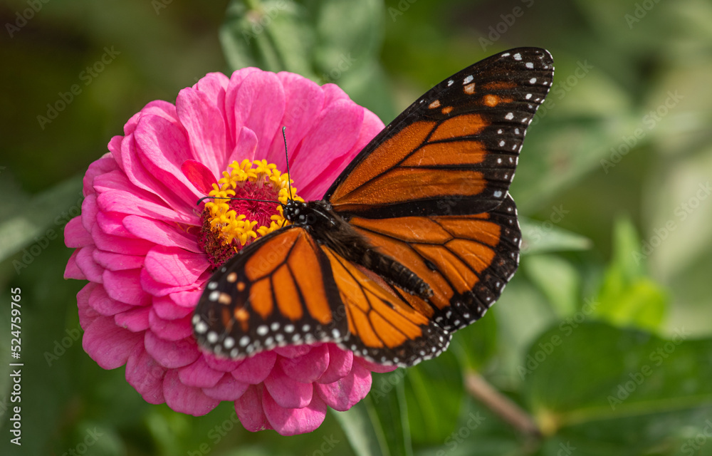 Obraz premium monarch butterfly on pink flower