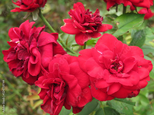 red rose in garden © 野澤　慧