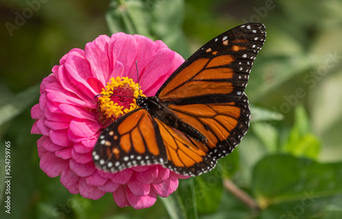 monarch butterfly on pink flower