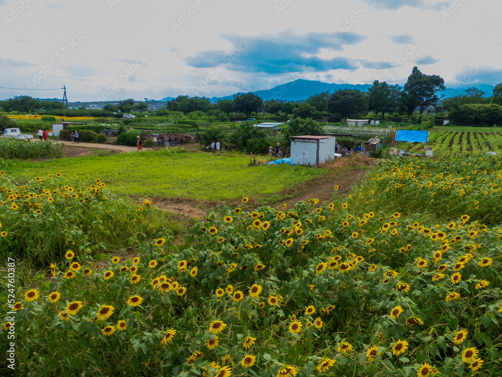 Obraz premium ヒマワリ