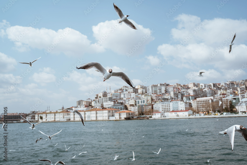 close up of seagulls flying around the bosphorus straits in istanbul turkey