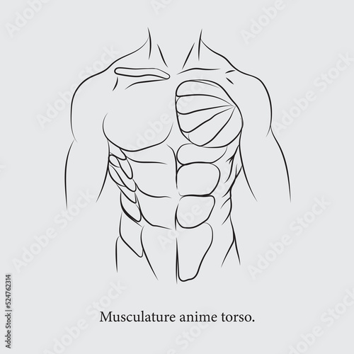 The main part of the body that includes the chest, abdomen, pelvis, and back.