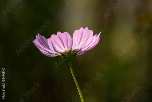 pink cosmos flower