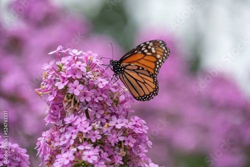 butterfly on flower © Irene