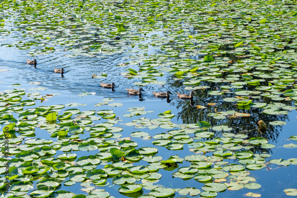 Ducks swimming through lily pads Ducks swimming through lily pads