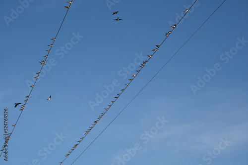 Birds resting on cable line with clear blue sky background