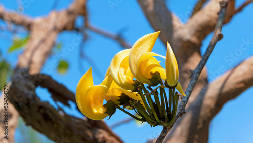 Beautiful yellow flowers of Bastard teak, Bengal kino, Kino tree, Flame of the forest blooming against the blue sky on sunny day.