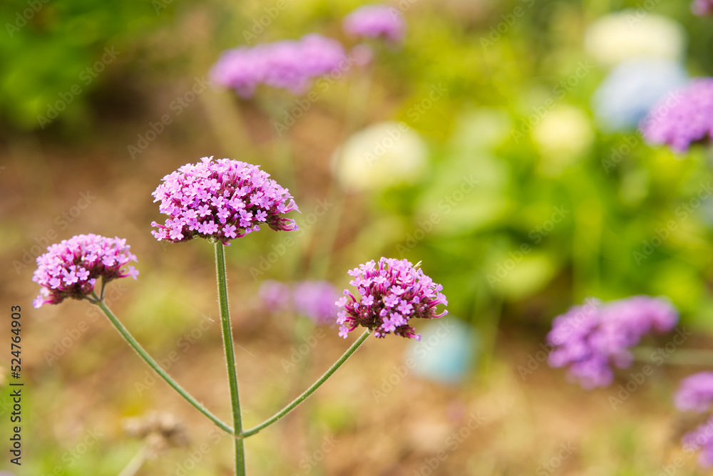 Macro of small violet flowers in the garden with copy space and blur background. Macro of small violet flowers in the garden with copy space and blur background.