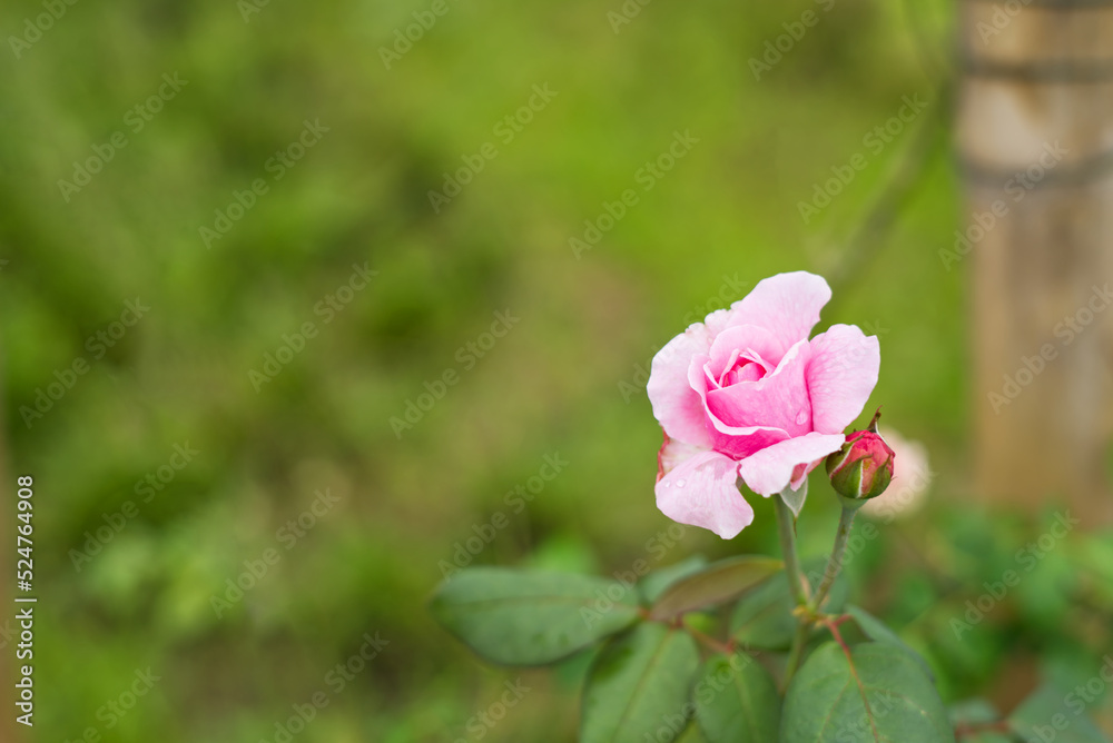 A pink rose and water drops on its tree with blur background and copy space from Thailand.