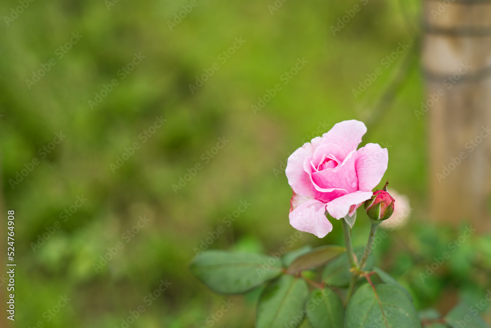 A pink rose and water drops on its tree with blur background and copy space from Thailand. A pink rose and water drops on its tree with blur background and copy space from Thailand.