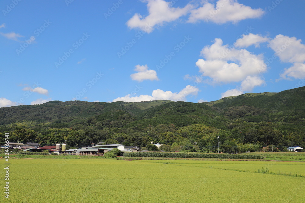 Fototapeta premium 青空と田舎の風景