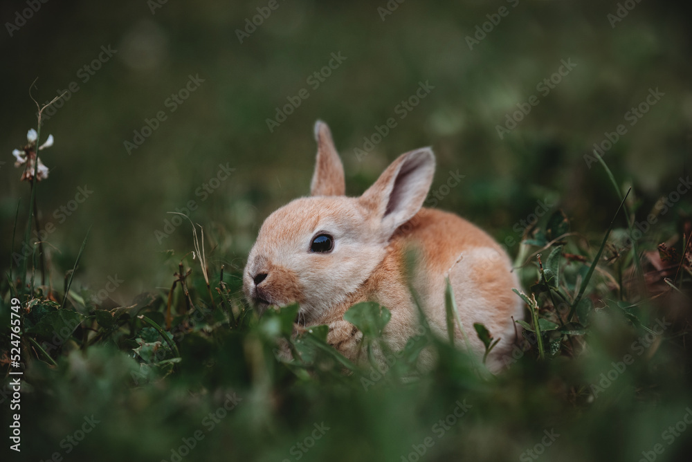 Fototapeta premium Bunny Hiding