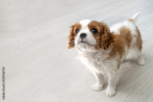 Cavalier King Charles Spaniel Blenheim. Close up portrait of Cute dog puppy.
