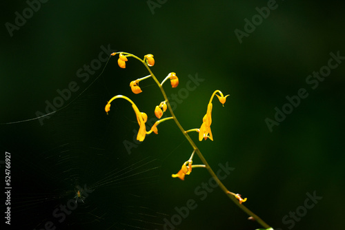 Beautiful small flowers blooming on the branches in the forest Dark background