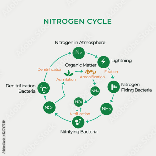 Nitrogen cycle of the atmosphere and organic material. Nitrification, denitrification, asimilation, fixation, ammonification photo