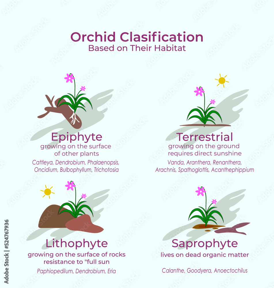 classification of orchid flower collection. Catteleya, Mokara, Phalaenopsis,  Dendrobium and Vanda Stock ベクター | Adobe Stock