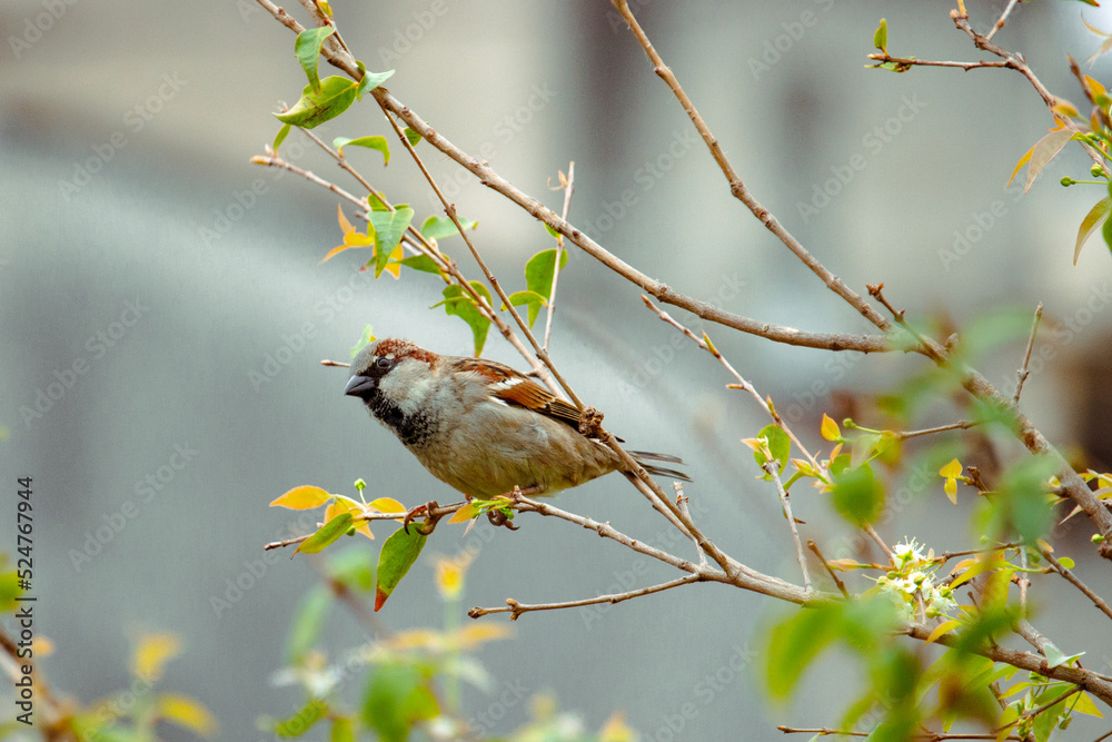 Fototapeta premium Passer is a genus of the family Passeridae, also known as sparrow.