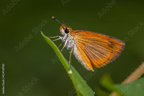 Close up of a Least Skipper (Ancyloxypha numitor) perching on a leaf. Raleigh, North Carolina.