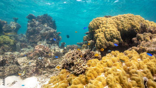 Fototapeta Naklejka Na Ścianę i Meble -  Healthy Coral Reef with a large diversity of small reef fish.