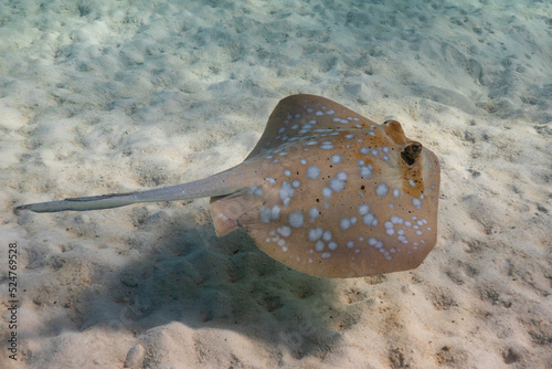 Blue Lagoon Ray gliding closely over the sandy bottom.