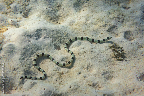 A black and white banded sea snake winding along the sandy ocean floor.