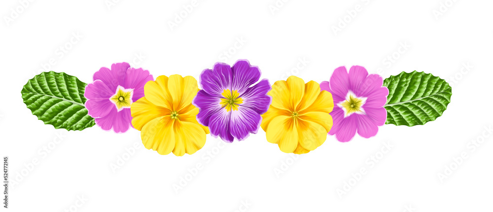 drawing flowers of primrose and green leaves isolated at white background , hand drawn botanical illustration drawing flowers of primrose and green leaves isolated at white background , hand drawn botanical illustration