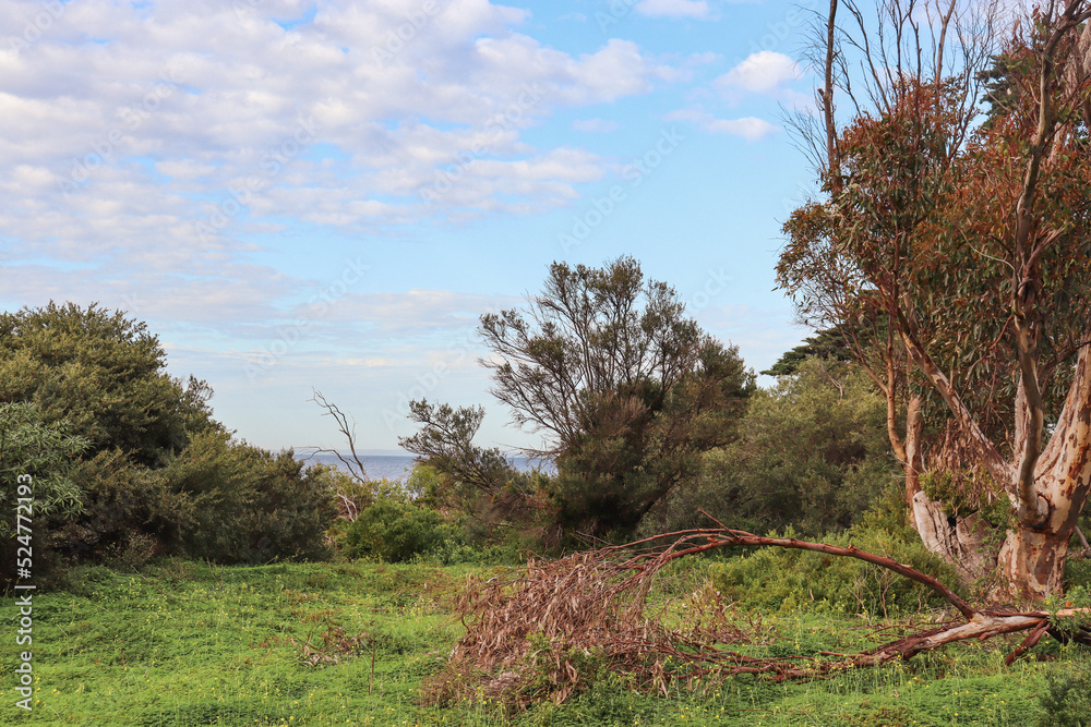 trees in the coastal field with fallen eucalyptus branches