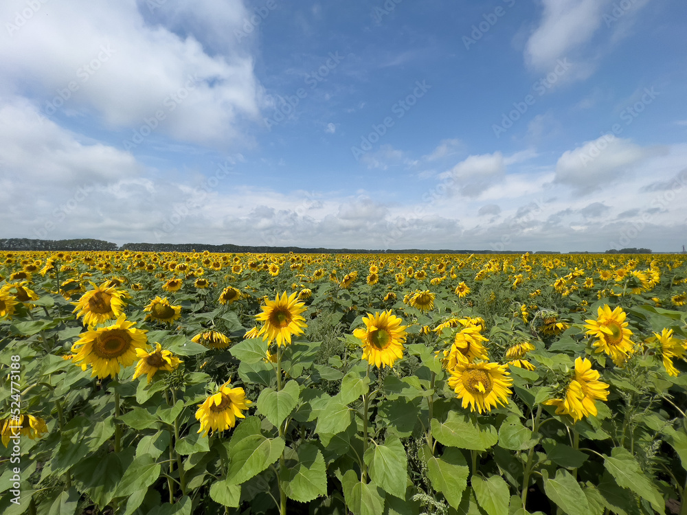 Fototapeta premium A field with sunflower. A big harvest. The concept of agriculture. High quality photo