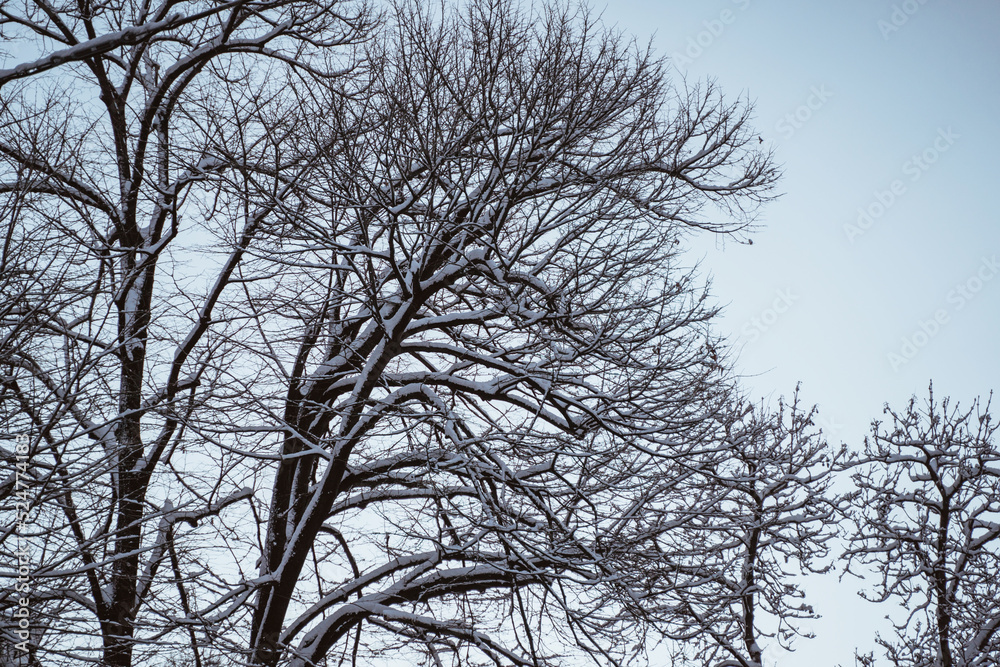 portrait of leafless tree during winter with snow on the branch portrait of leafless tree during winter with snow on the branch