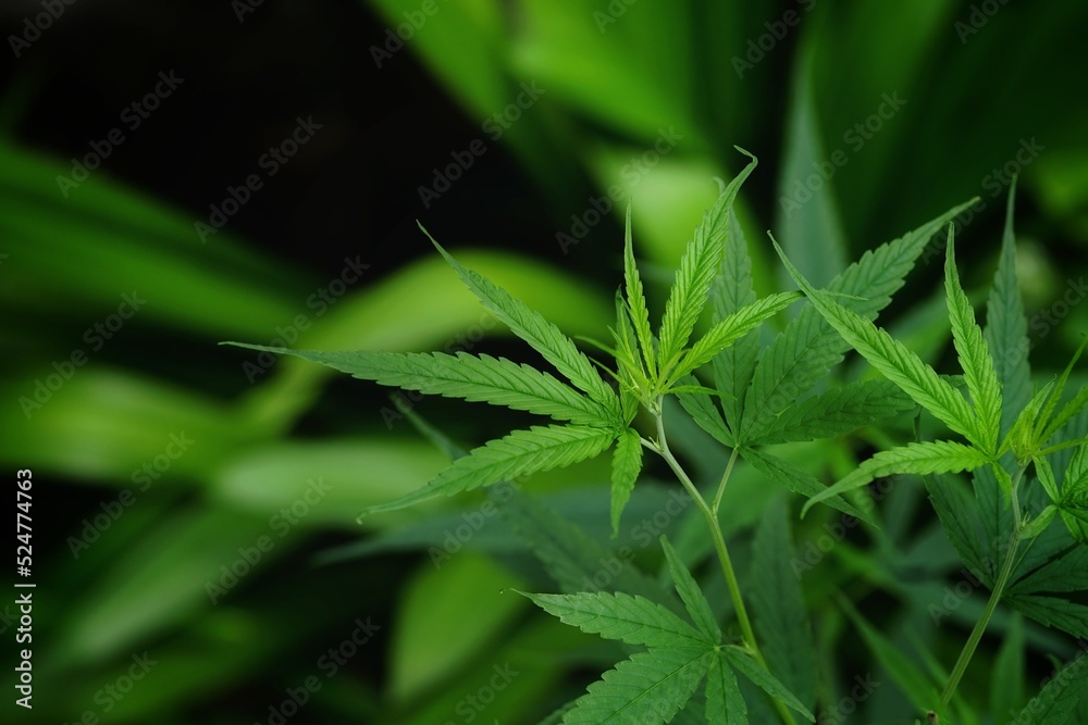 Photos of marijuana for medicinal purposes or others