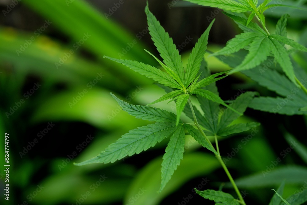 Photos of marijuana for medicinal purposes or others Photos of marijuana for medicinal purposes or others