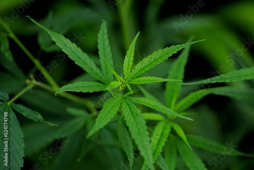 Photos of marijuana for medicinal purposes or others
