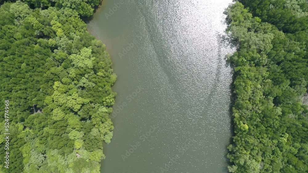 Amazing abundant mangrove forest Aerial view of forest trees Rainforest ecosystem and healthy environment background Texture of green trees forest top down High angle view Amazing abundant mangrove forest Aerial view of forest trees Rainforest ecosystem and healthy environment background Texture of green trees forest top down High angle view
