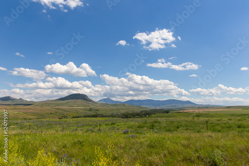 Blue and yellow wildflowers bloom in green meadow under partly cloudy blue sky © Shane Cotee