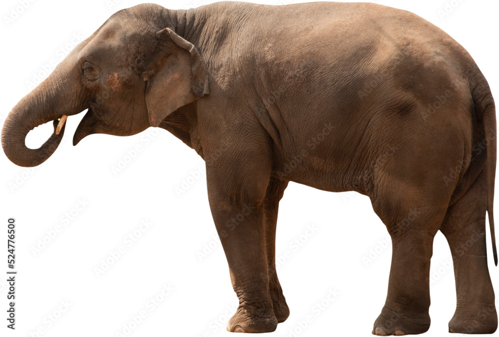 Naklejka premium elephant