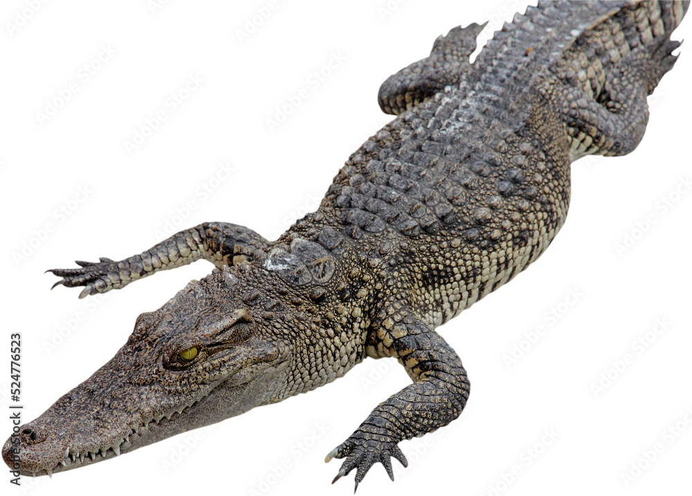 Naklejka premium crocodile