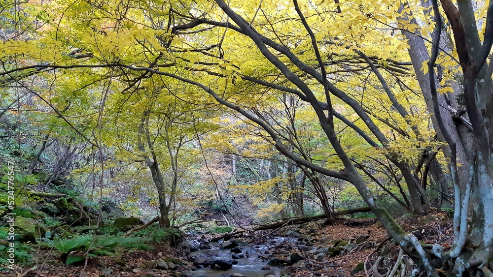 2021年10月の達沢不動滝の紅葉