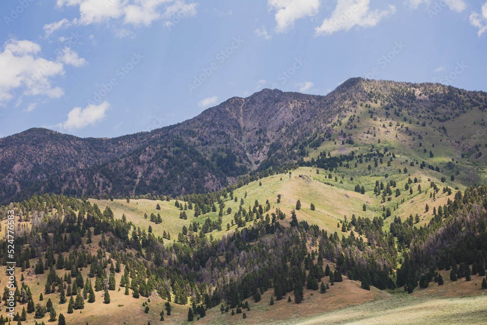 Obraz premium Forested mountain side in northern Rocky Mountains