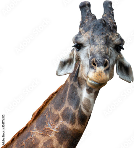 Canvas Print giraffes