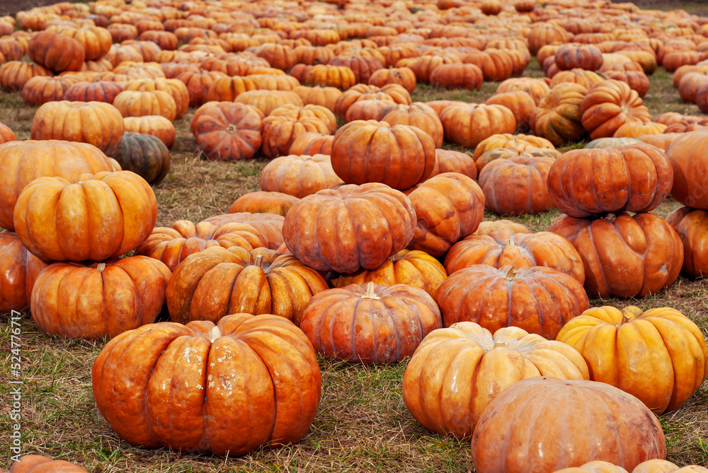 Yellow and orange pumpkins in the field. Pumpkins in the grass and on the garden bed. Many pumpkins in a row. The concept of autumn, harvest and celebration. Yellow and orange pumpkins in the field. Pumpkins in the grass and on the garden bed. Many pumpkins in a row. The concept of autumn, harvest and celebration.