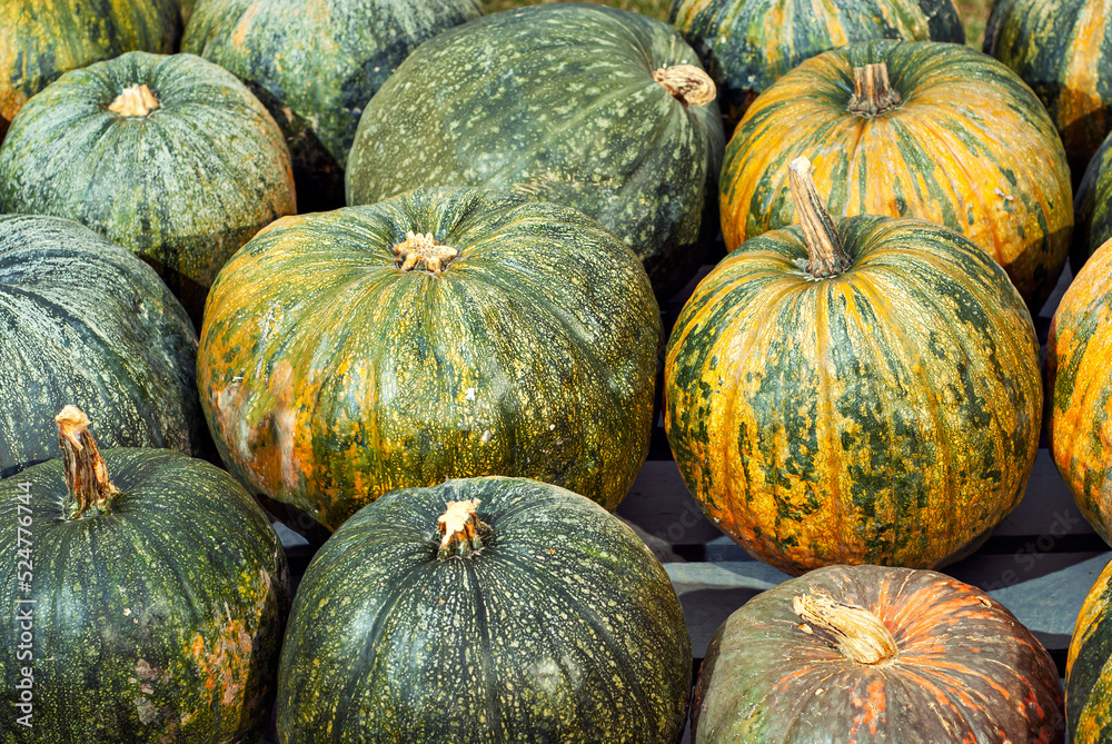 Yellow and orange pumpkins in the field. Pumpkins in the grass and on the garden bed. Many pumpkins in a row. The concept of autumn, harvest and celebration. Yellow and orange pumpkins in the field. Pumpkins in the grass and on the garden bed. Many pumpkins in a row. The concept of autumn, harvest and celebration.