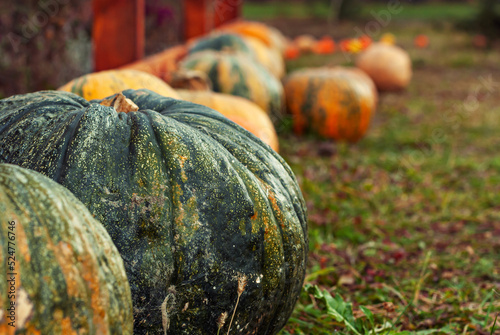 Yellow and orange pumpkins in the field. Pumpkins in the grass and on the garden bed. Many pumpkins in a row. The concept of autumn, harvest and celebration.