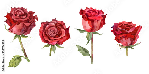 Red watercolor roses set. Hand drawn botanical illustration