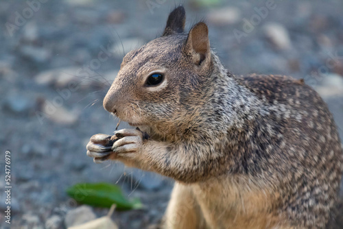 A squirrel eating a snack