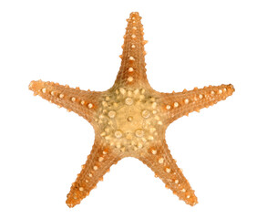 Starfish star fish isolated transparent background photo PNG file