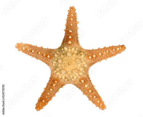 Photography Starfish star fish isolated transparent background photo PNG file